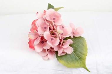 Beyaz bir yüzeyde, bulanık bir arkaplanı olan beyaz bir çiçeğin yakın çekimi.