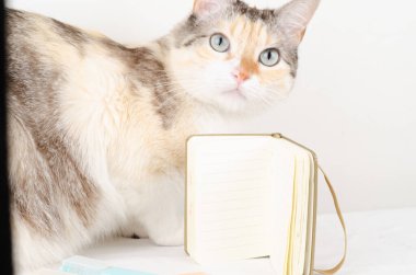 Bilgisayarlı bir kedi ve beyaz masada bir tablet