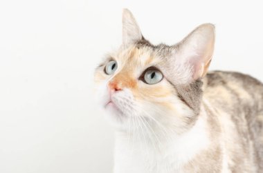 Beyaz gözlü güzel bir kedi. portre.