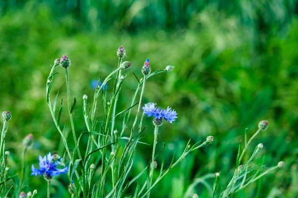 Bees Flying Top Blue Meadow Knapweed Wildflowers Floral Summer Field — Stock fotografie