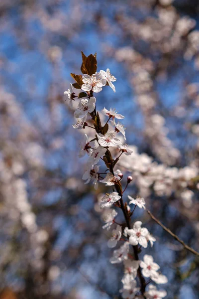 春の開花観賞梅 梅の木 — ストック写真