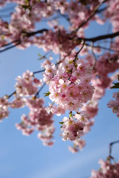 Pink Sakura Blossoms Close Sot Cherry Blossoms — Stock Photo, Image