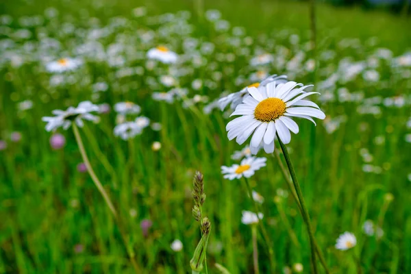 Daisy Wind Close Chamomile Plants Tranquil Natural Background — Stock fotografie