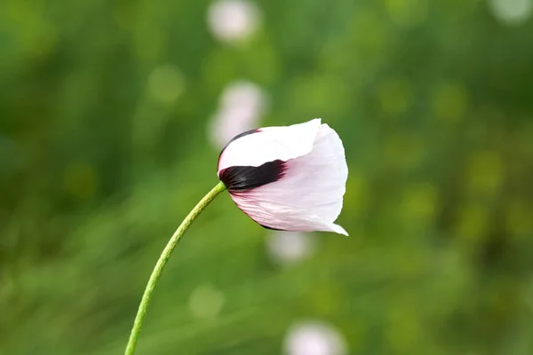 Weißer Mohn Großaufnahme Auf Dem Feld Sommerblumen — Stockfoto