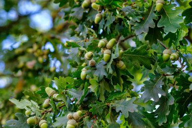 Growing brown acorns on an oak branch. Seeds, fruits, nuts of a forest tree. Autumn. Oak acorn.