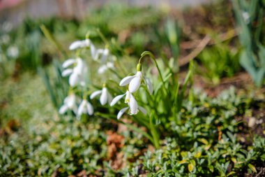 Yakın plan taze kar damlaları ya da yaygın kar damlaları Galanthus nivalis