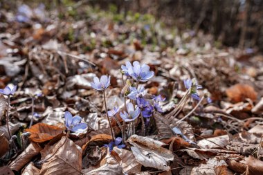 Wild blue flowers growing on the forest floor in spring
