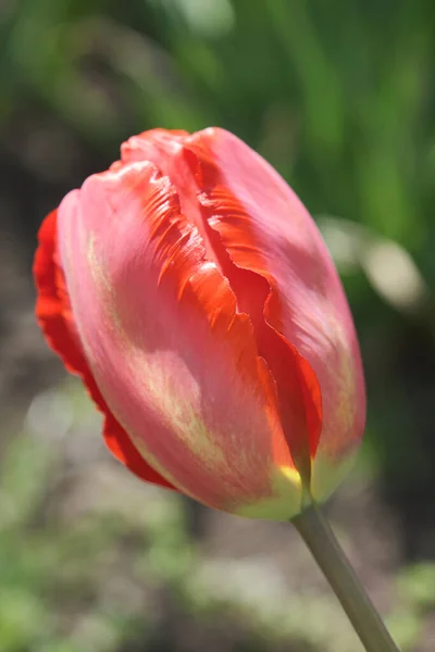 Nagy Virágágyás Tulipánnal Tavaszi Virágok — Stock Fotó