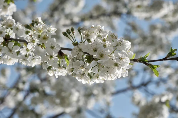 春の桜の木の背景 選択的焦点 — ストック写真
