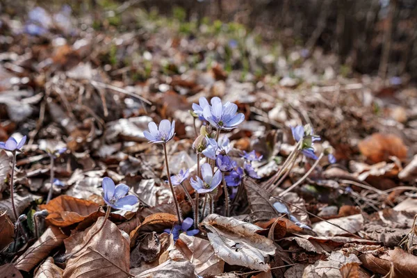 Wild Blue Flowers Growing Forest Floor Spring — Stockfoto