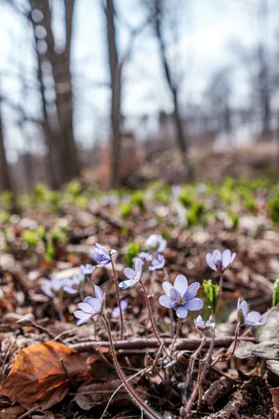 Wild blue flowers growing on the forest floor in spring