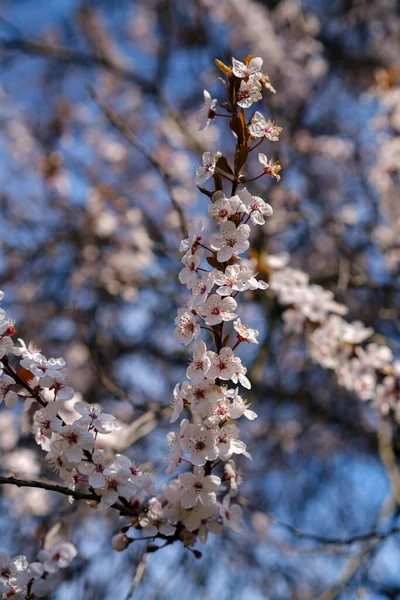 Spring Flowering Ornamental Plum Flowering Plum Tree — Stock Photo, Image