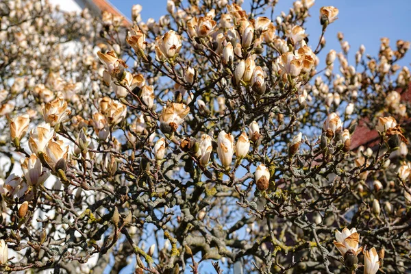 Magnolia Tree Blossom Springtime Tender Pink Flowers Bathing Sunlight — Stock Photo, Image