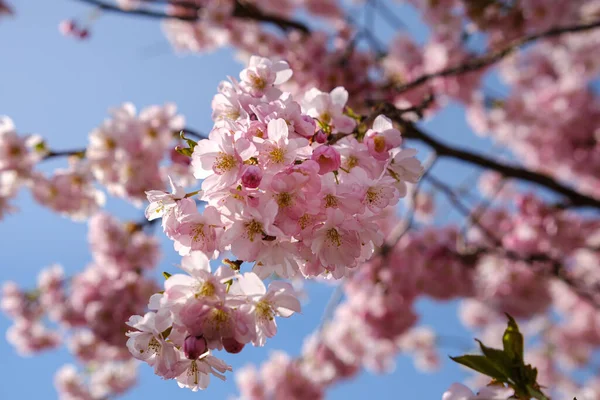 Roze Sakura Bloesems Sluiten Sot Van Kersenbloesems — Stockfoto