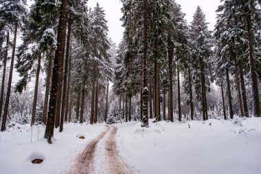 Spruce Tree Forest Covered by Snow in Winter. Picturesque view of snow-capped spruces on a frosty day. Germany.