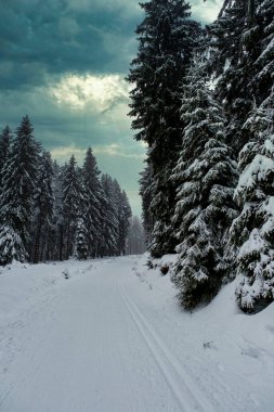 Spruce Tree Forest Covered by Snow in Winter. Picturesque view of snow-capped spruces on a frosty day. Germany.
