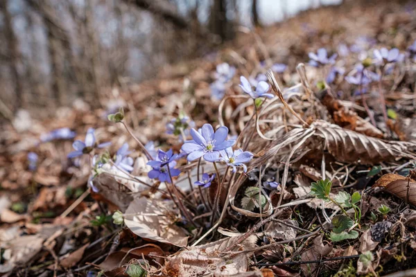 Wild Blue Flowers Growing Forest Floor Spring — Stockfoto
