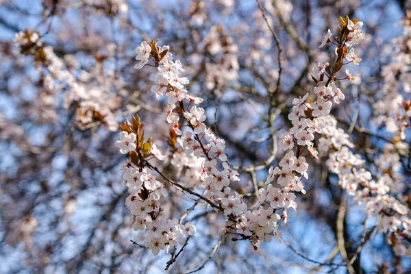 Spring Flowering Ornamental Plum Flowering Plum Tree — Stock Photo, Image