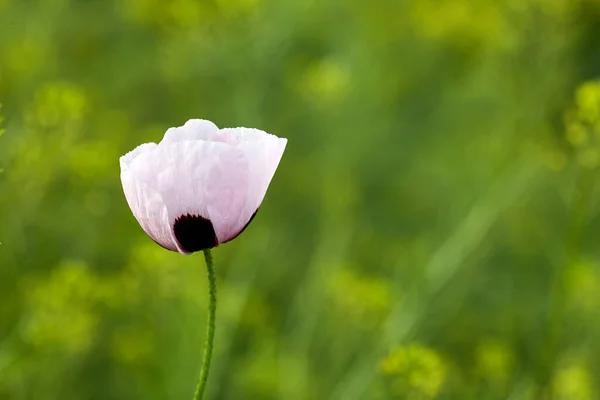 Biały Mak Polu Kwiaty Letnie — Zdjęcie stockowe