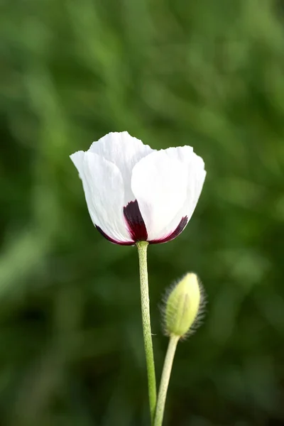 Fehér Mák Közeledik Mezőn Nyári Virágok — Stock Fotó