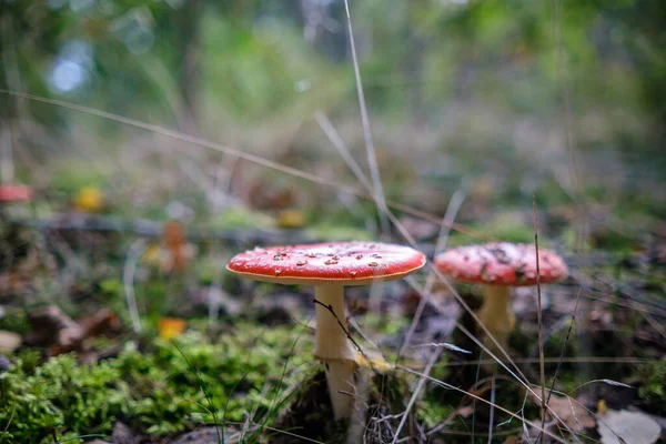 Closeup Cogumelos Vibrantes Crescendo Chão Floresta — Fotografia de Stock