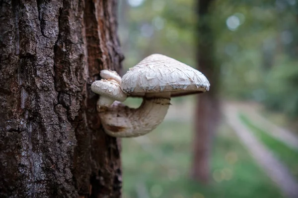 Bela Árvore Outono Com Cogumelos Musgo Floresta — Fotografia de Stock