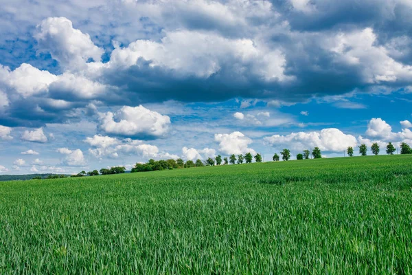 Зелені Поля Молодої Пшениці Пружині — стокове фото