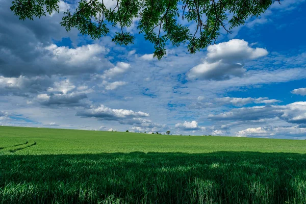 Bir Pınarda Yeşil Buğday Tarlaları — Stok fotoğraf