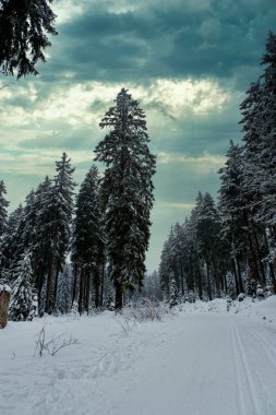 Spruce Tree Forest Covered by Snow in Winter. Picturesque view of snow-capped spruces on a frosty day. Germany.