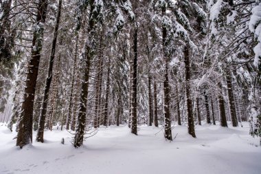 Spruce Tree Forest Covered by Snow in Winter. Picturesque view of snow-capped spruces on a frosty day. Germany.