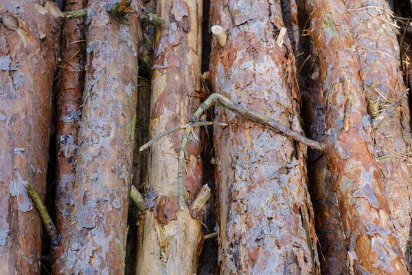Kütük Ladin Sandıkları Yığını Ormandaki Ağaçları Gördüm Kereste Endüstrisi — Stok fotoğraf