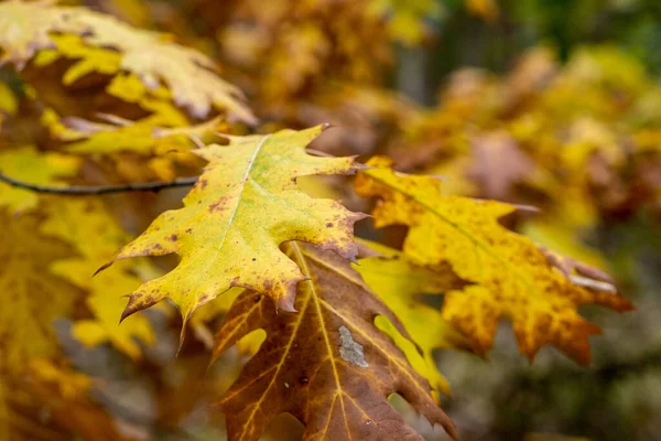 Спокойный Осенний Сезон Клен Листья Солнечном Красивом Фоне Природы Осенью — стоковое фото