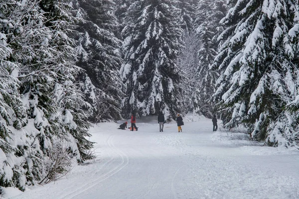 Spruce Tree Forest Covered by Snow in Winter. Picturesque view of snow-capped spruces on a frosty day. Germany.