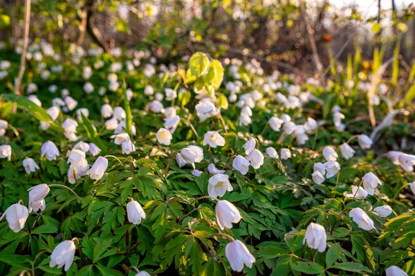 Éveil Printanier Des Fleurs Forêt Sur Fond Soleil — Photo