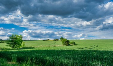 Bir pınarda yeşil buğday tarlaları
