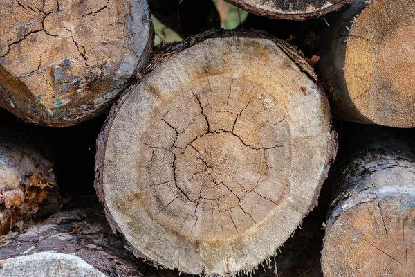 Çatlaklar Ormandaki Yaşlı Oyalama Ağaç Gövdesi — Stok fotoğraf