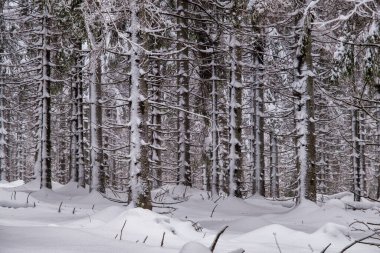 Spruce Tree Forest Covered by Snow in Winter. Picturesque view of snow-capped spruces on a frosty day. Germany.