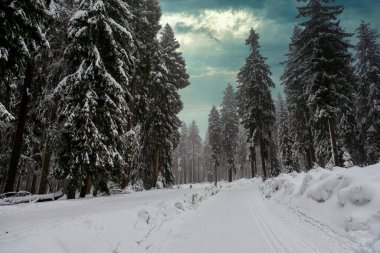 Spruce Tree Forest Covered by Snow in Winter. Picturesque view of snow-capped spruces on a frosty day. Germany.