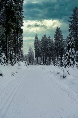 Spruce Tree Forest Covered by Snow in Winter. Picturesque view of snow-capped spruces on a frosty day. Germany.