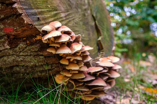 Bela Árvore Outono Com Cogumelos Musgo Floresta — Fotografia de Stock