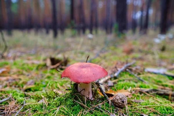 Closeup Cogumelos Vibrantes Crescendo Chão Floresta — Fotografia de Stock