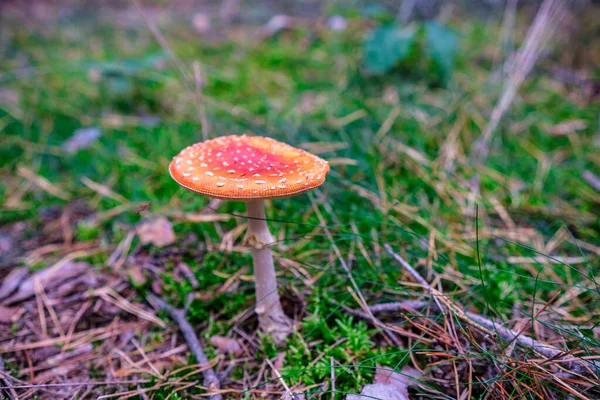 Großaufnahme Lebendiger Pilze Die Auf Dem Waldboden Wachsen — Stockfoto