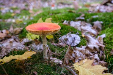 Orman zemininde büyüyen canlı mantarlara yakın çekim