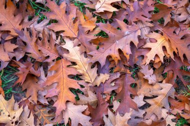 Sakin bir sonbahar sezonu. Akçaağaç yaprakları güneşli, güzel sonbahar arka planında. Kırmızı, sarı ve yeşil renkli akçaağaç yaprağıyla yatay sonbahar bayrağı.