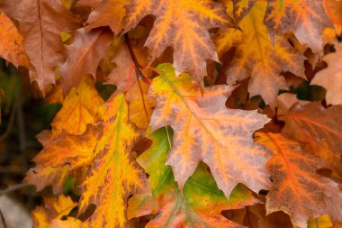 Sakin bir sonbahar sezonu. Akçaağaç yaprakları güneşli, güzel sonbahar arka planında. Kırmızı, sarı ve yeşil renkli akçaağaç yaprağıyla yatay sonbahar bayrağı.