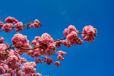 Pink blossoms on the branch with blue sky during spring blooming Branch with pink sakura blossoms and blue sky background.