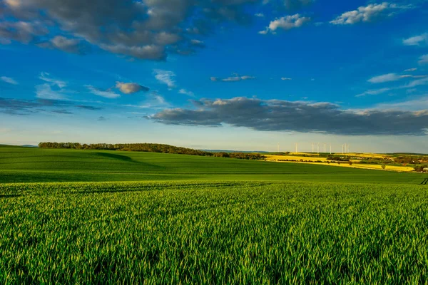 Bir pınarda yeşil buğday tarlaları