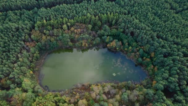 Sakin Bir Sonbahar Gününde Ormanla Çevrili Güzel Gölün Hava Görüntüsü — Stok video