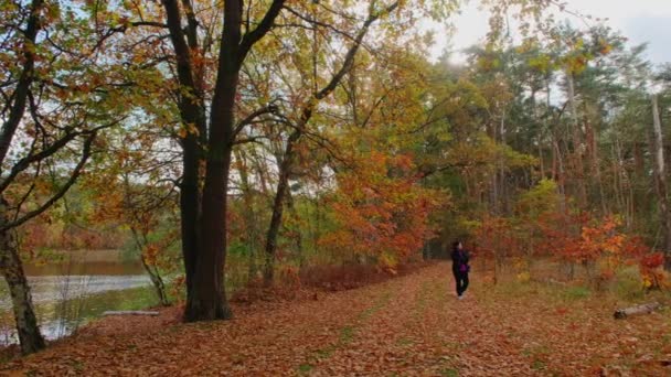 Visão Traseira Uma Mulher Viaja Através Uma Floresta Outono — Vídeo de Stock