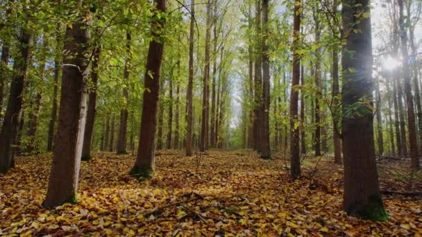 Virtual Forest Walk Pov Shot Gimbal Sunny Day Early Autumn — 图库视频影像